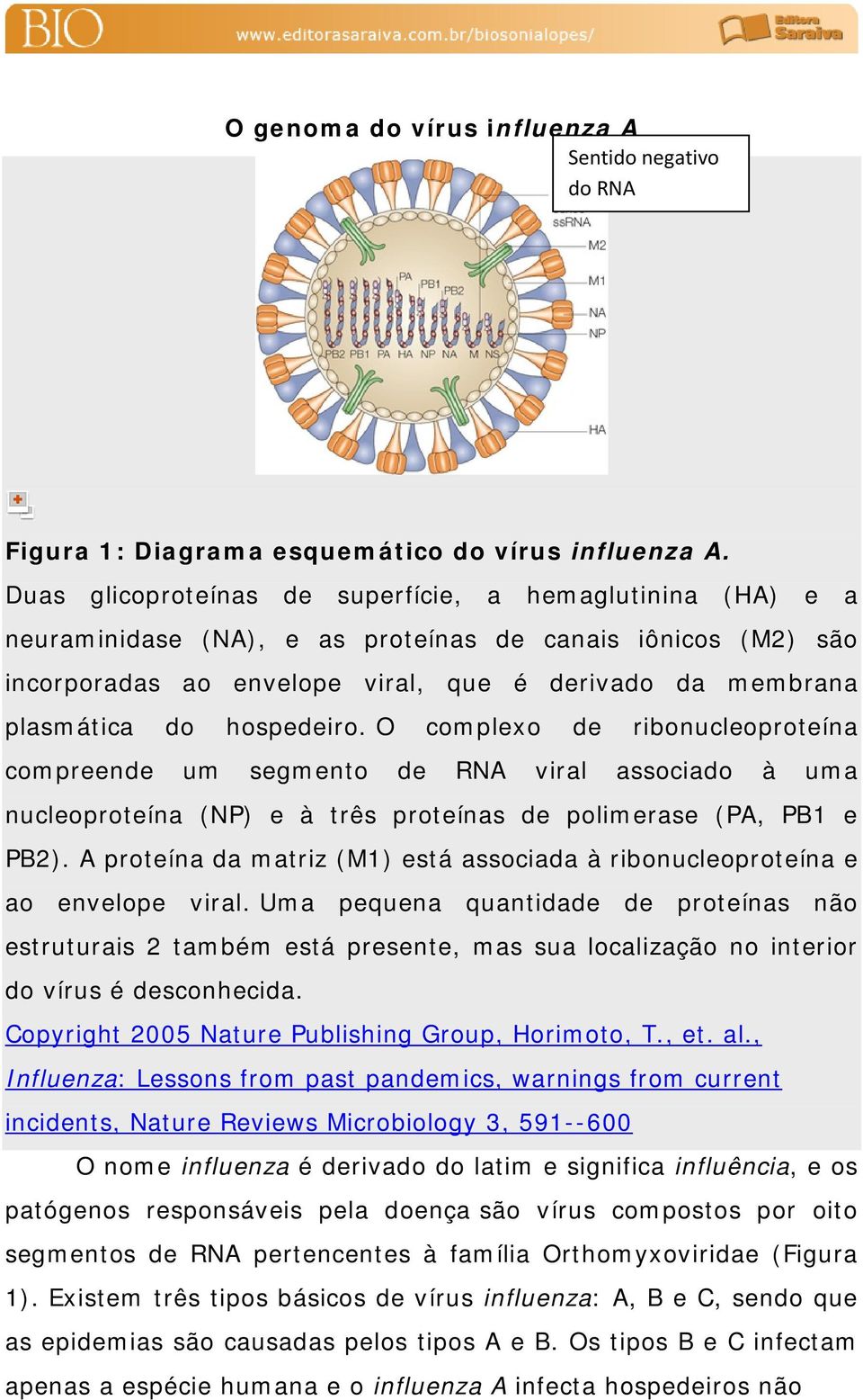 hospedeiro. O complexo de ribonucleoproteína compreende um segmento de RNA viral associado à uma nucleoproteína (NP) e à três proteínas de polimerase (PA, PB1 e PB2).