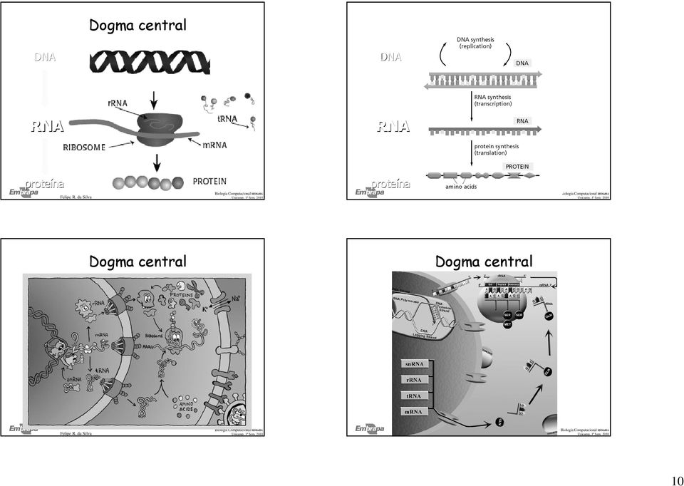 RNA proteína proteína 