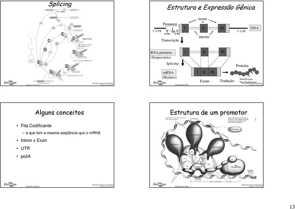 (Maduro) I II Exons III Tradução Modificação Pós-Traducional Alguns conceitos Estrutura