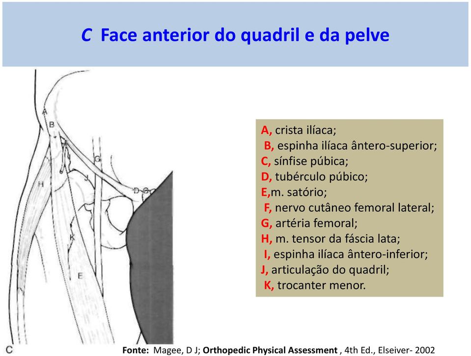satório; F, nervo cutâneo femoral lateral; G, artéria femoral; H, m.