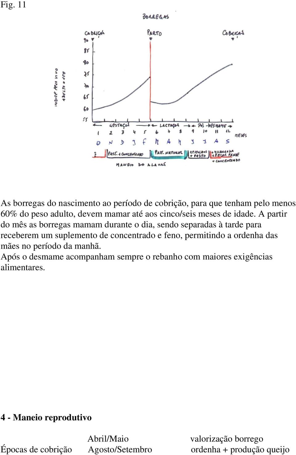 A partir do mês as borregas mamam durante o dia, sendo separadas à tarde para receberem um suplemento de concentrado e feno,