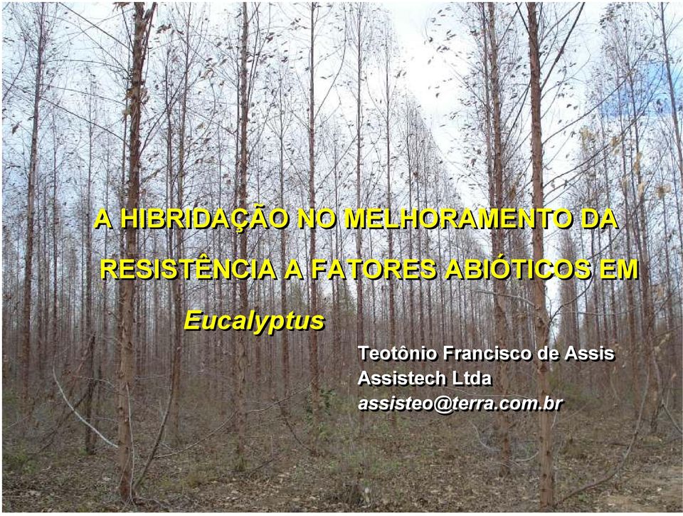 Eucalyptus Teotônio Francisco de