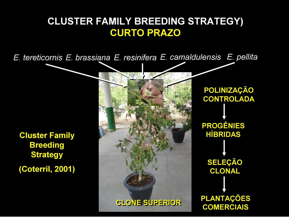 pellita POLINIZAÇÃO CONTROLADA Cluster Family Breeding Strategy