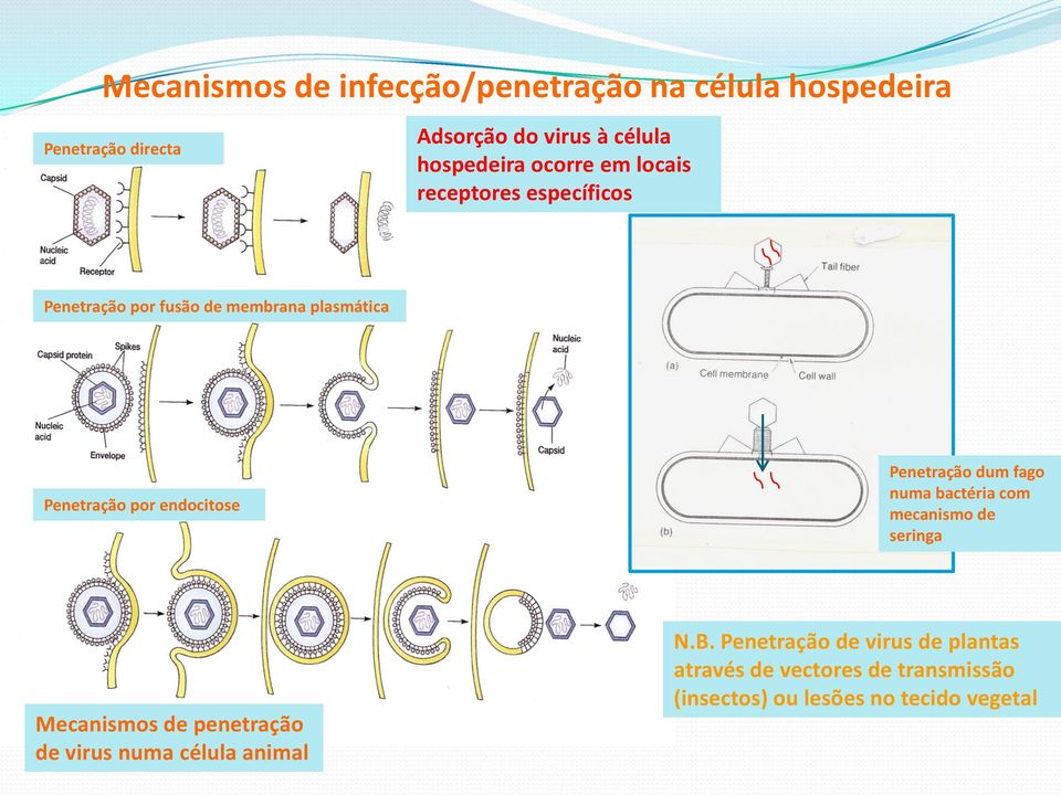 endocitose Penetração dum fago numa bactéria com mecanismo de seringa Mecanismos de penetração de virus numa