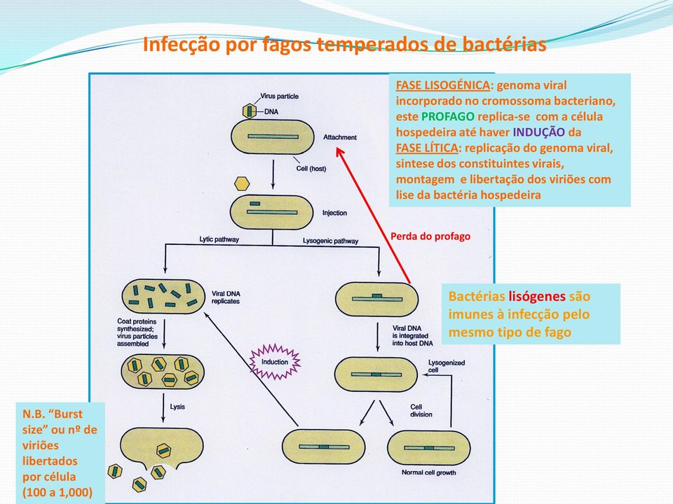 constituintes virais, montagem e libertação dos viriões com lise da bactéria hospedeira Perda do profago Bactérias