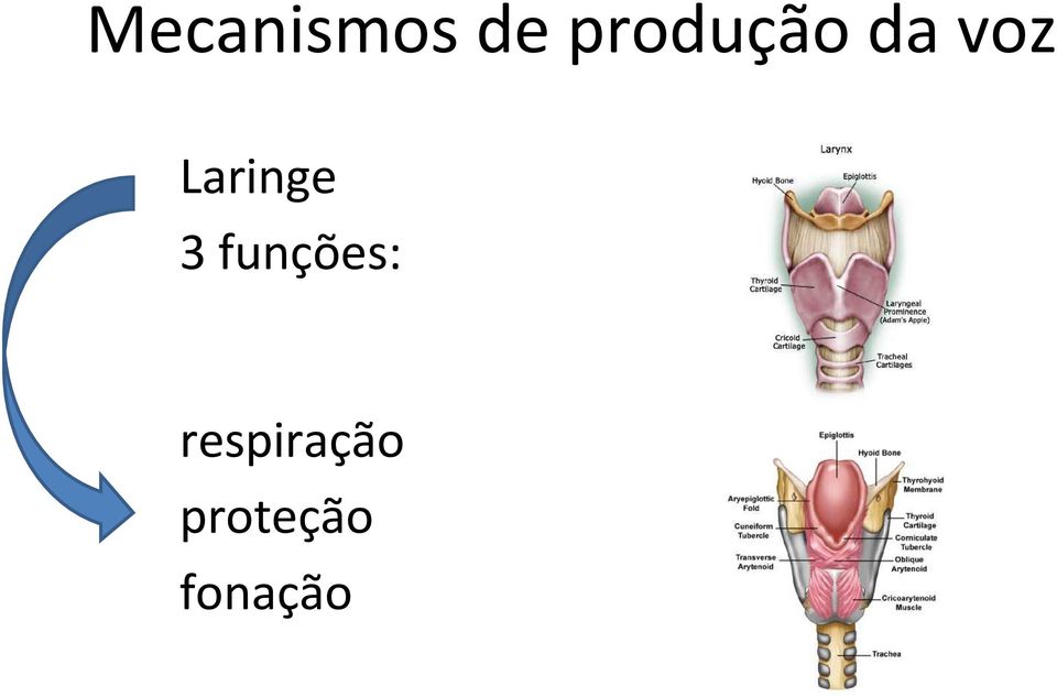 Laringe 3 funções: