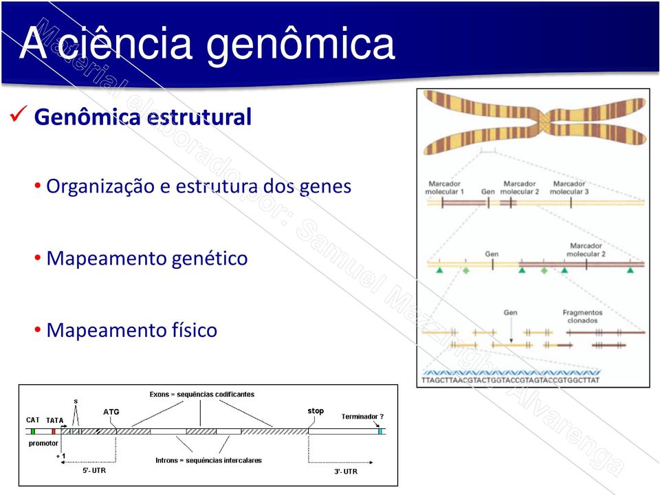estrutura dos genes