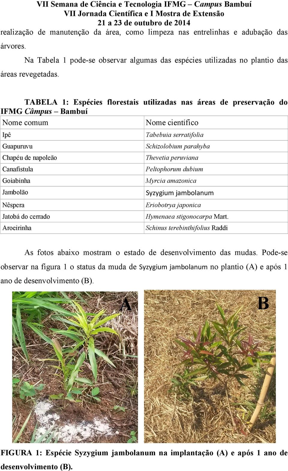 TABELA 1: Espécies florestais utilizadas nas áreas de preservação do IFMG Câmpus Bambuí Nome comum Nome científico Ipê Tabebuia serratifolia Guapuruvu Schizolobium parahyba Chapéu de napoleão