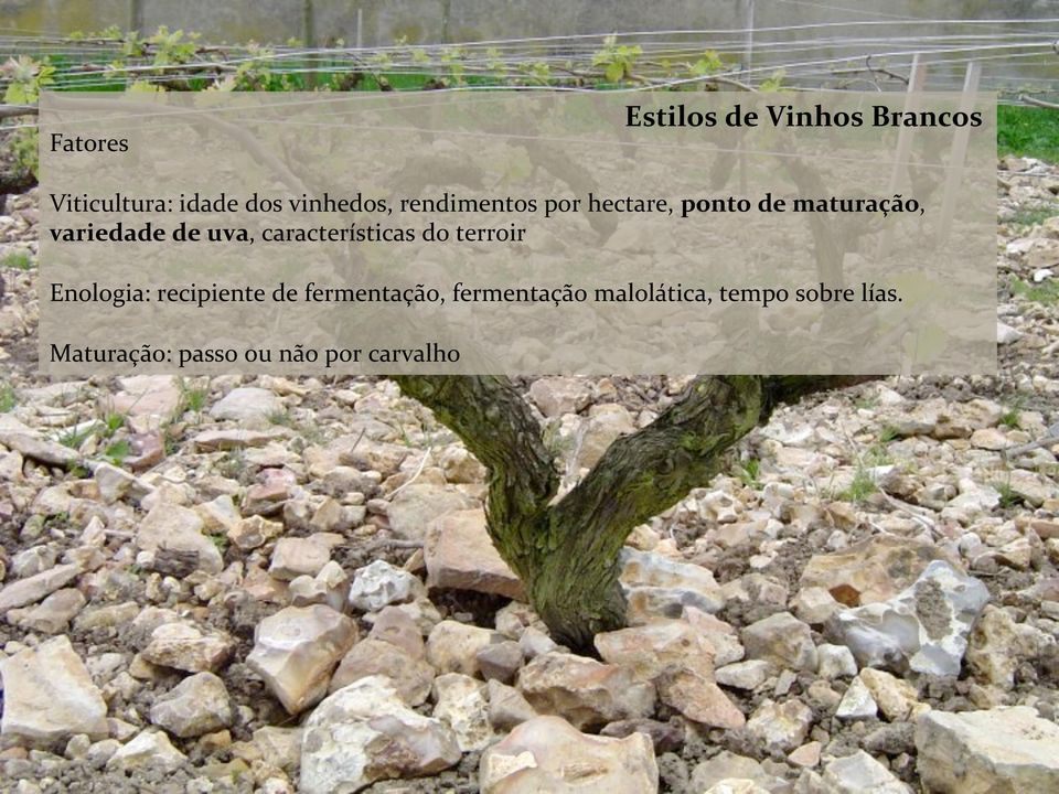 características do terroir Enologia: recipiente de fermentação,