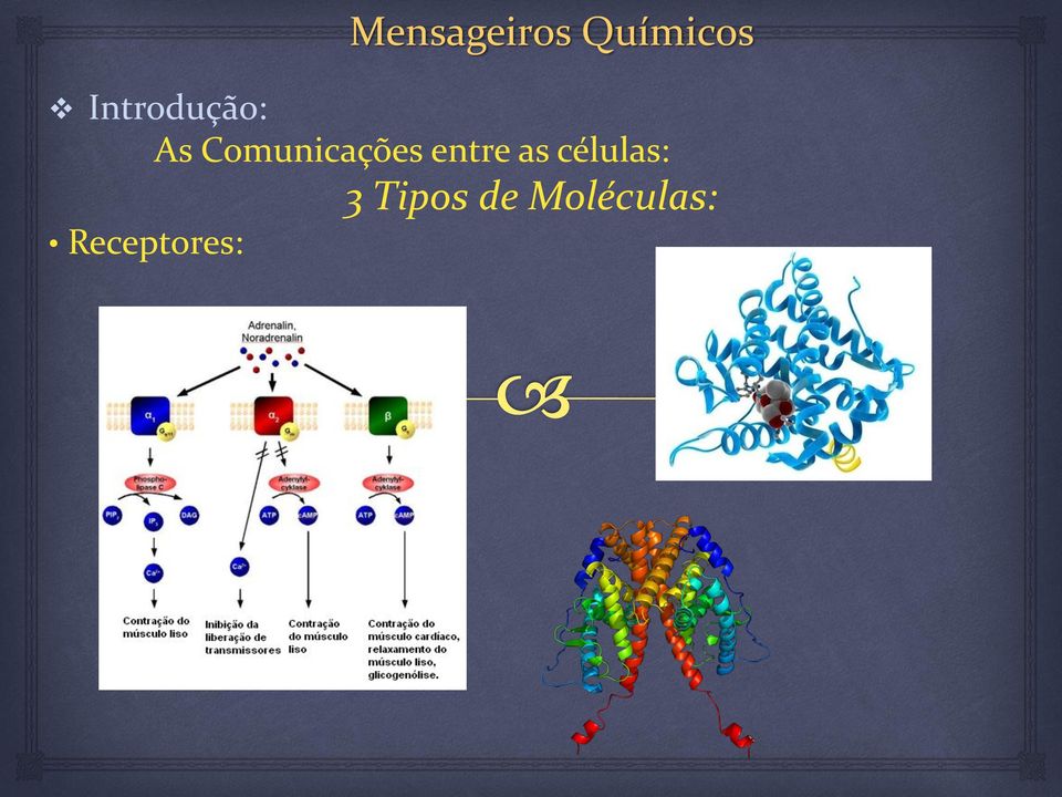 as células: 3 Tipos