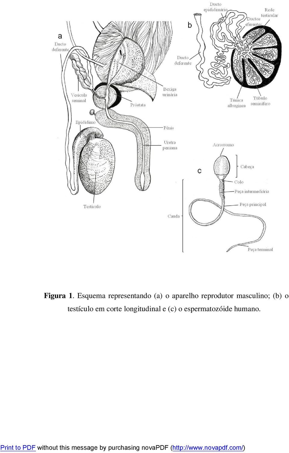 aparelho reprodutor masculino; (b)