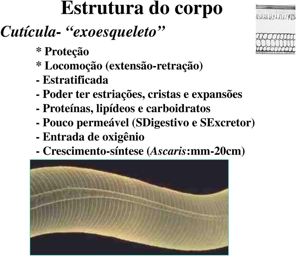 expansões - Proteínas, lipídeos e carboidratos - Pouco permeável