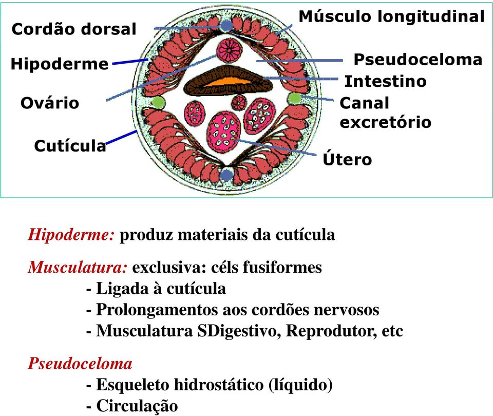 céls fusiformes - Ligada à cutícula - Prolongamentos aos cordões nervosos -