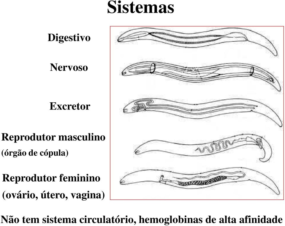 Reprodutor feminino (ovário, útero, vagina)