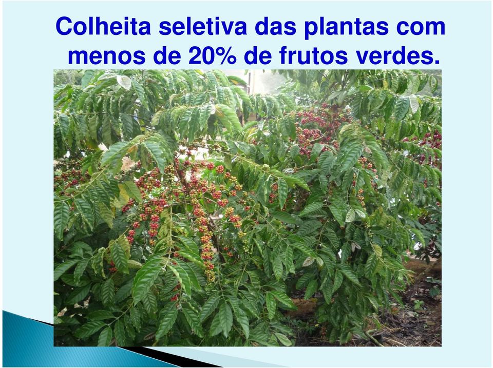 plantas com