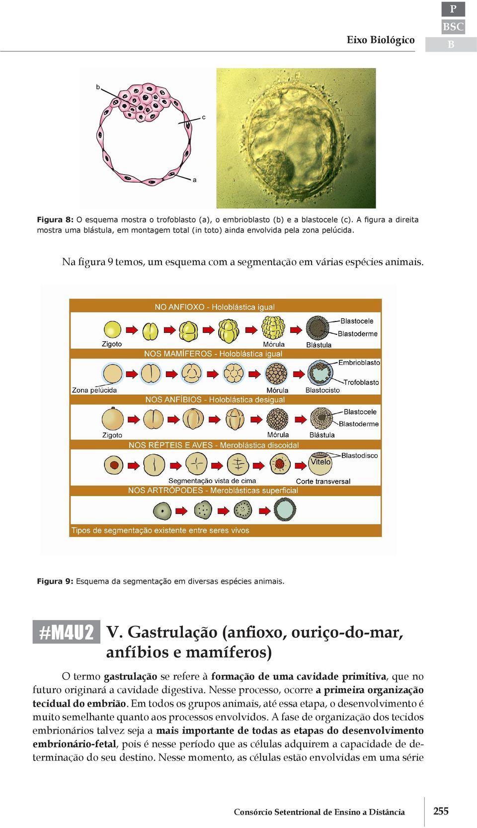 Figura 9: Esquema da segmentação em diversas espécies animais. #M4U2 V.