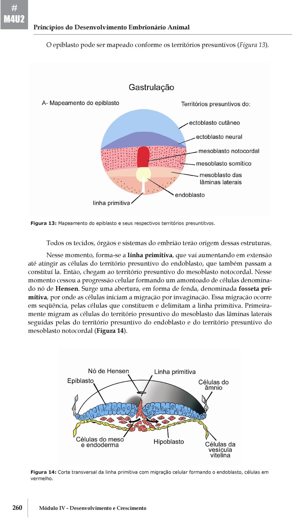 Nesse momento, forma- se a linha primitiva, que vai aumentando em extensão até atingir as células do território presuntivo do endoblasto, que também passam a constituí la.