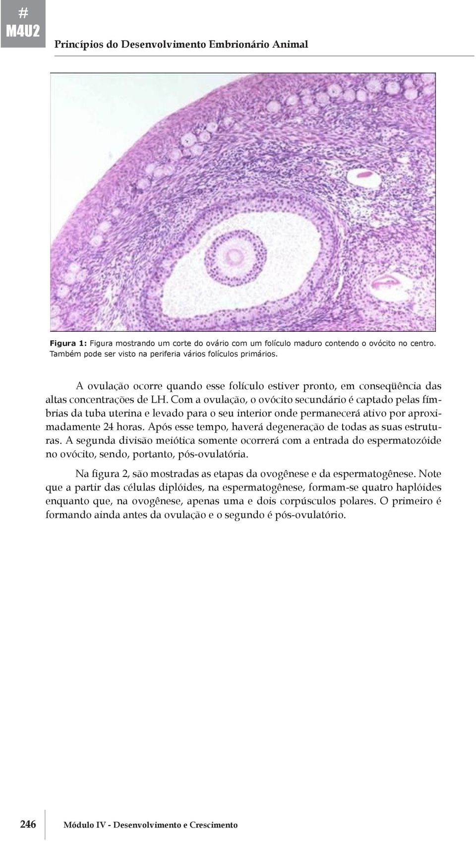 Com a ovulação, o ovócito secundário é captado pelas fímbrias da tuba uterina e levado para o seu interior onde permanecerá ativo por aproximadamente 24 horas.