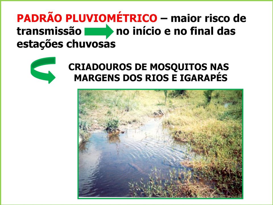 estações chuvosas CRIADOUROS DE