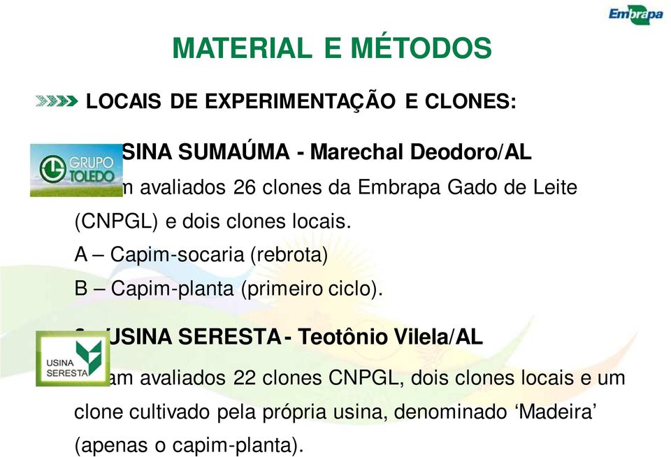 A Capim-socaria (rebrota) B Capim-planta (primeiro ciclo).