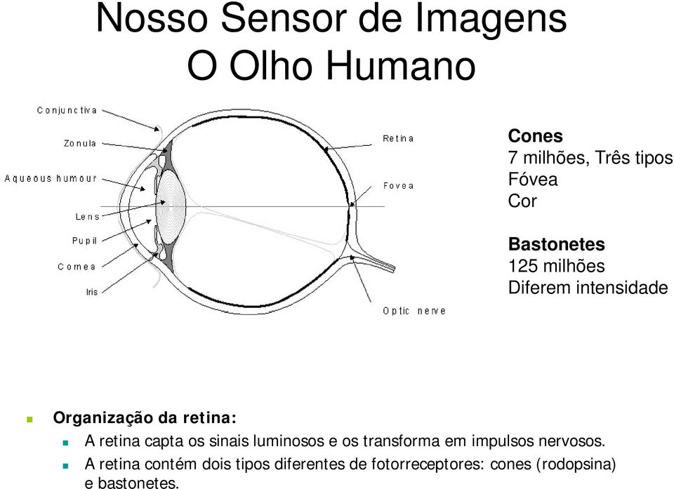 capta os sinais luminosos e os transforma em impulsos nervosos.