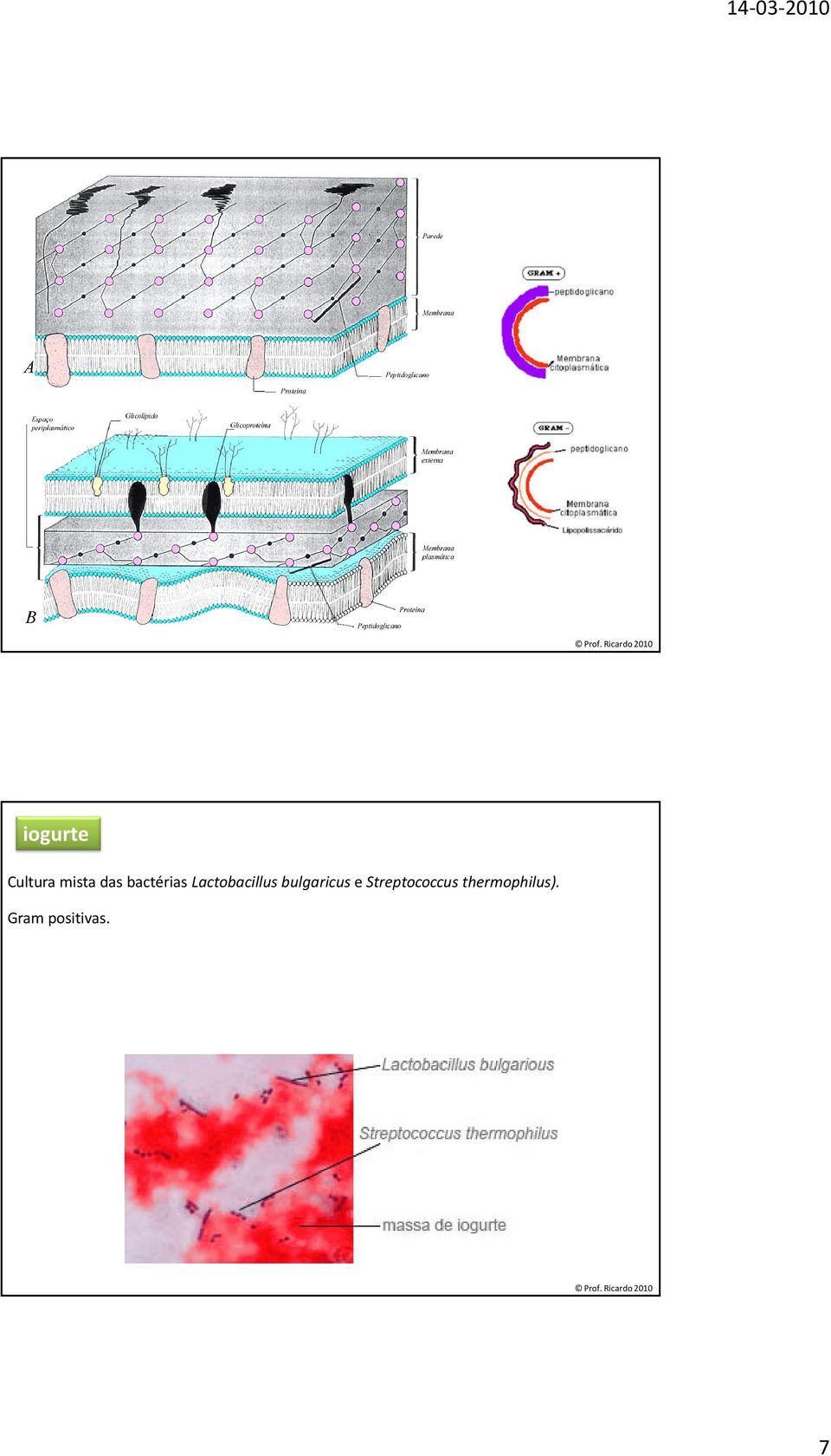 bulgaricus e Streptococcus