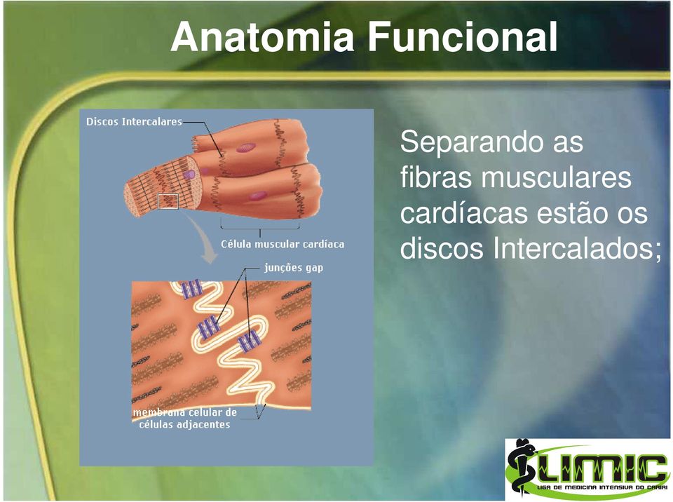 musculares cardíacas