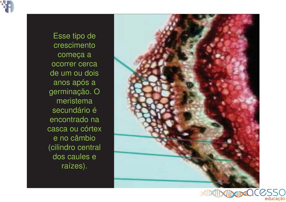 O meristema secundário é encontrado na casca ou