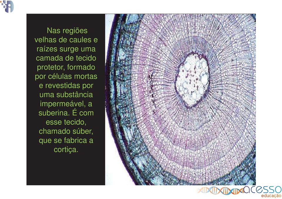 revestidas por uma substância impermeável, a suberina.