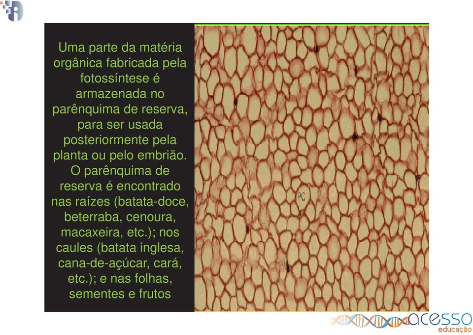 O parênquima de reserva é encontrado nas raízes (batata-doce, beterraba, cenoura,