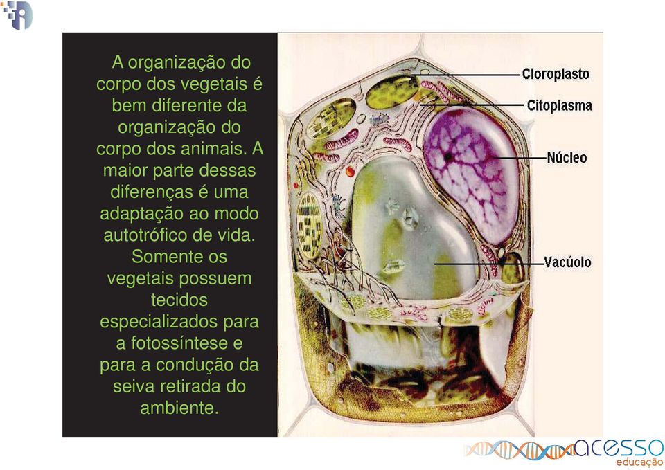 A maior parte dessas diferenças é uma adaptação ao modo autotrófico de