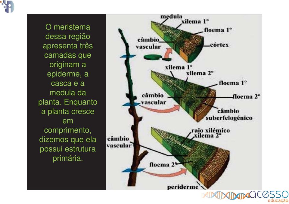 medula da planta.