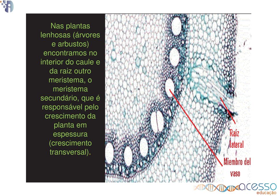 meristema, o meristema secundário, que é responsável