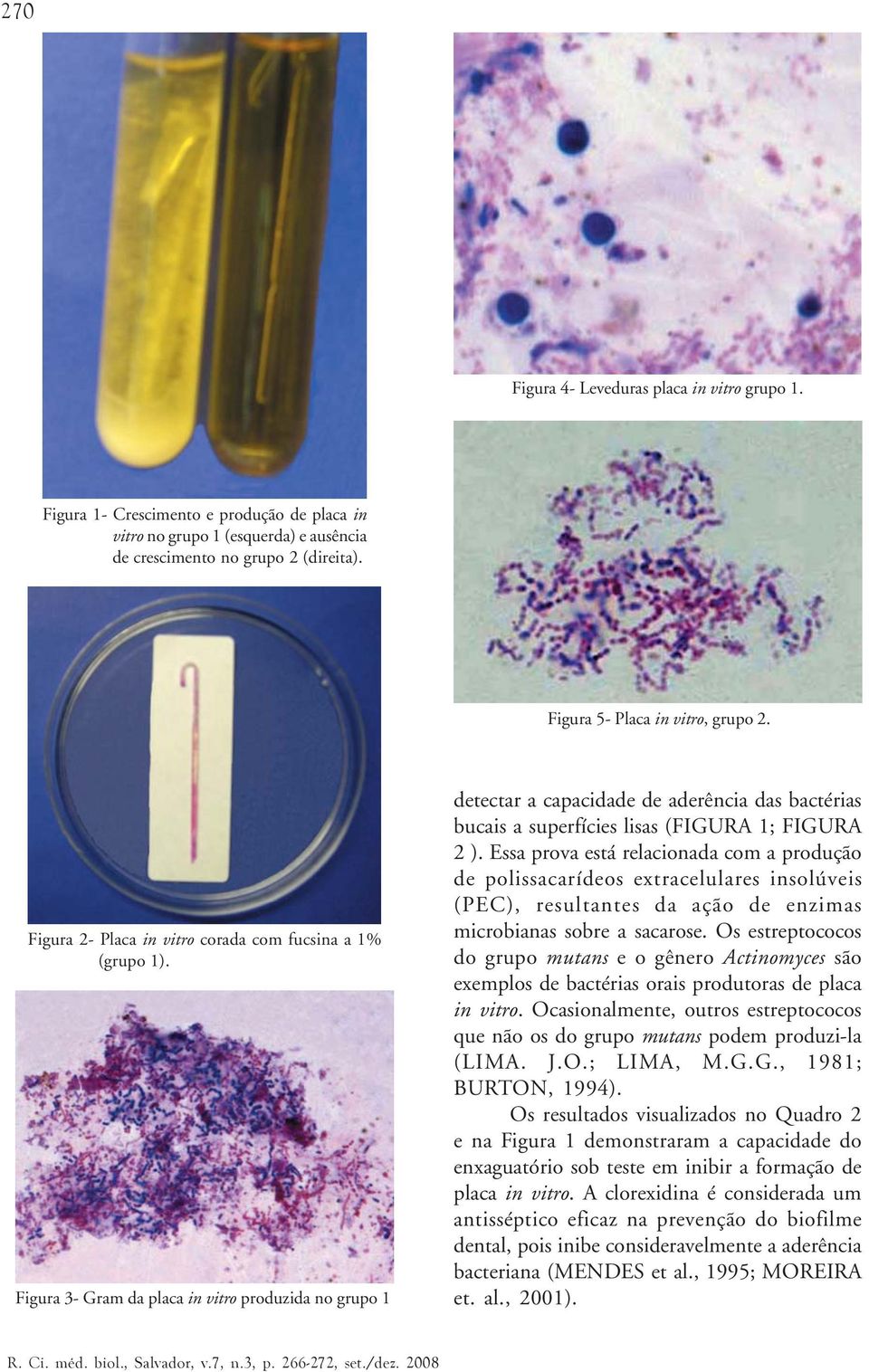 Figura 3- Gram da placa in vitro produzida no grupo 1 detectar a capacidade de aderência das bactérias bucais a superfícies lisas (FIGURA 1; FIGURA 2 ).