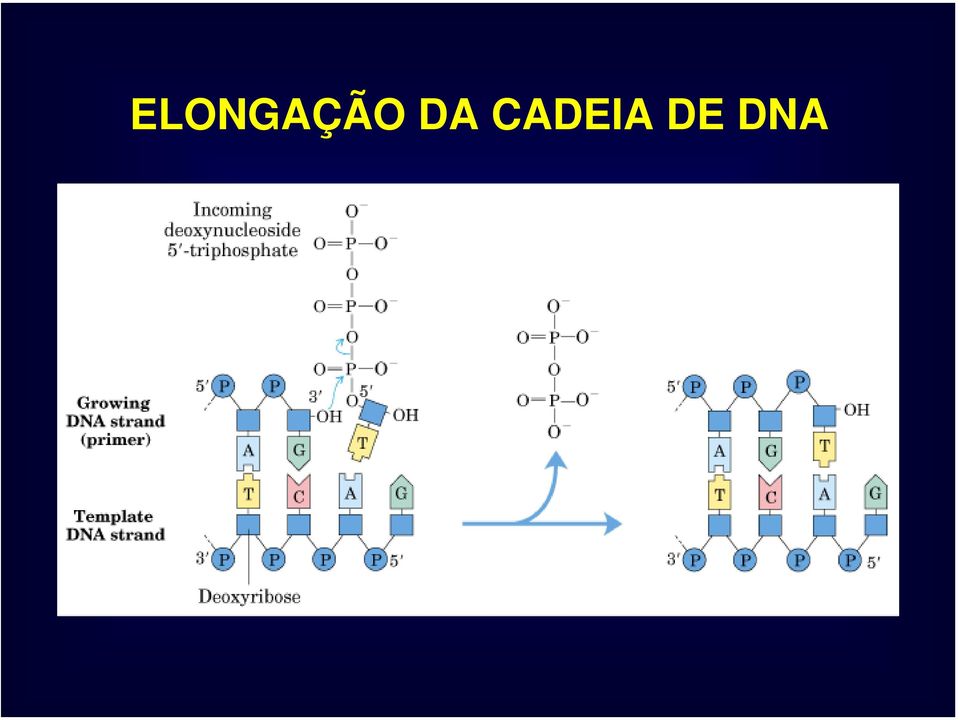 DE DNA