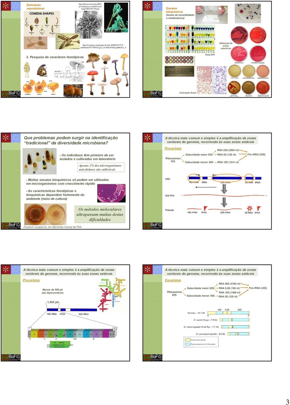 Pesquisa de caracteres fenotípicos Teste API Coloração Gram Que problemas podem surgir na identificação tradicional da diversidade microbiana?