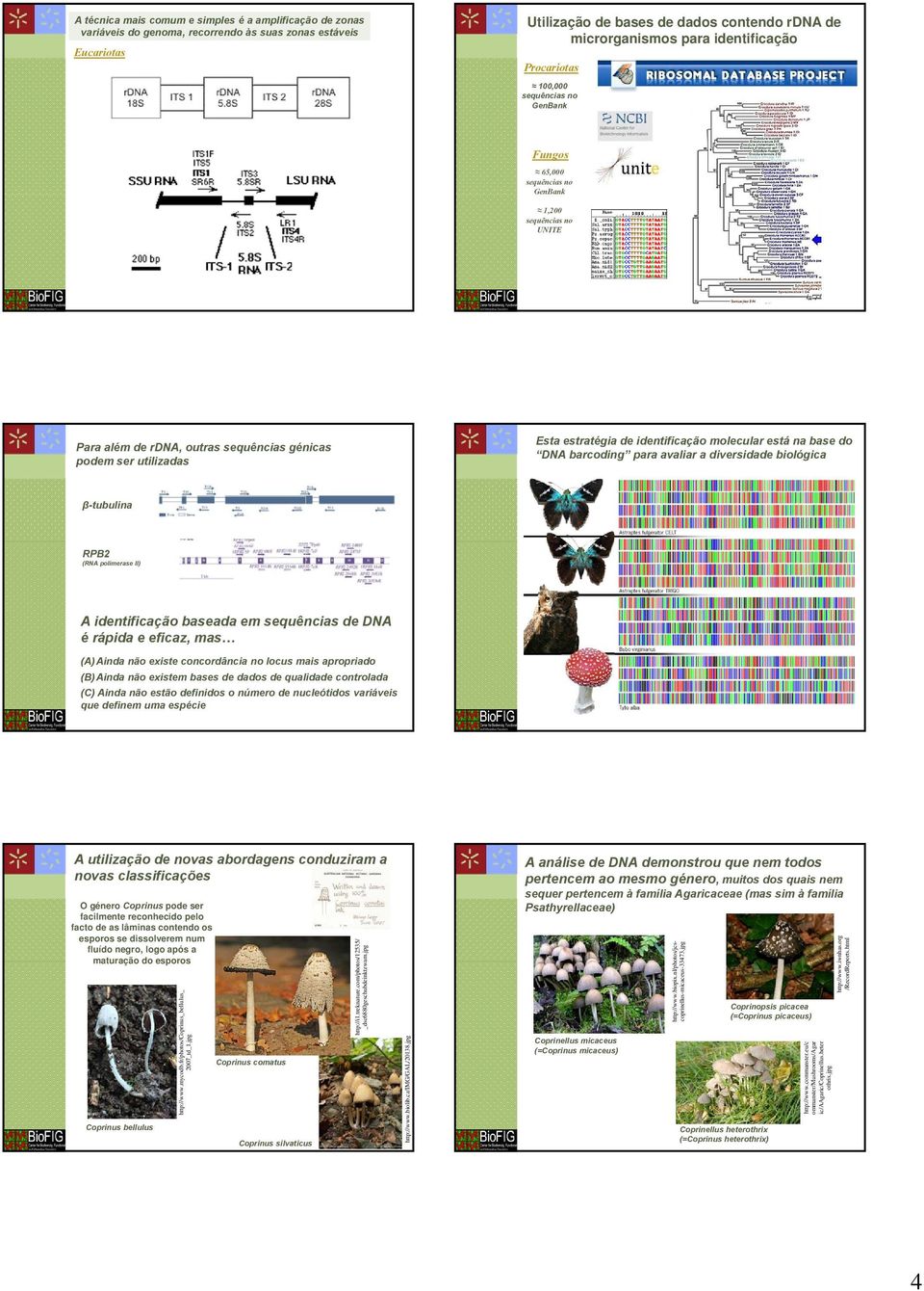 de identificação molecular está na base do DNA barcoding para avaliar a diversidade biológica β-tubulina RPB2 (RNA polimerase II) A identificação baseada em sequências de DNA é rápida e eficaz, mas