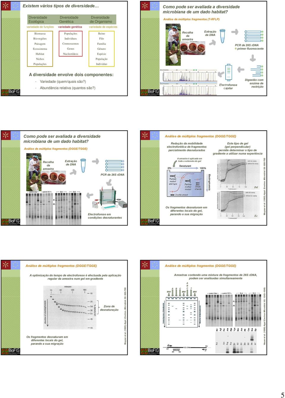 amostra Extração de DNA PCR de 26S rdna primer fluorescente A diversidade envolve dois componentes: - Variedade (quem/quais são?) - Abundância relativa (quantos são?