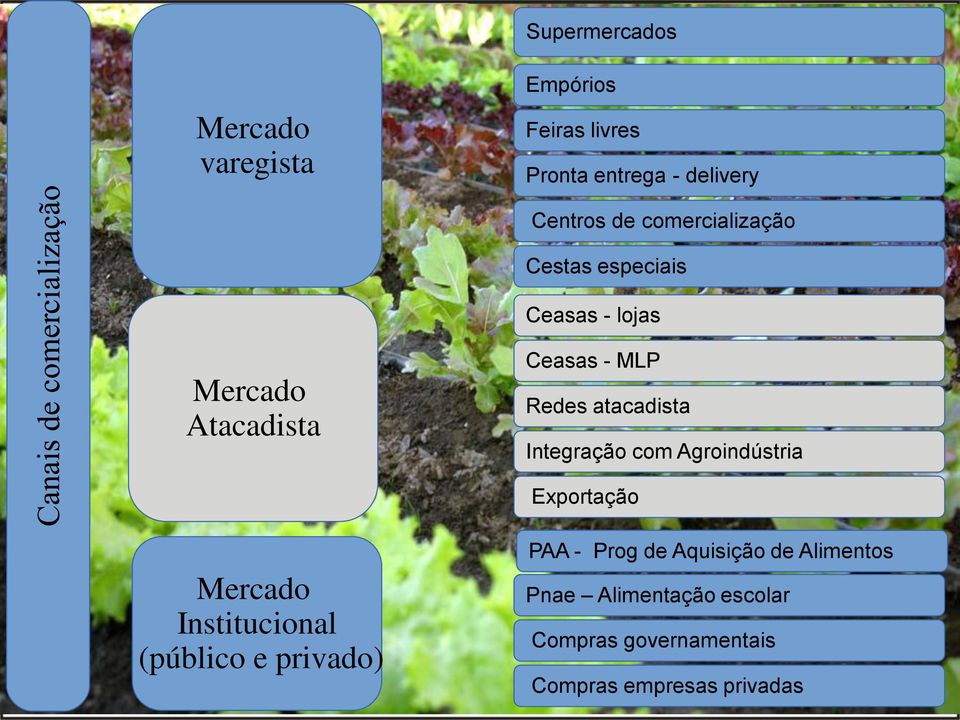 atacadista Integração com Agroindústria Exportação Mercado Institucional (público e privado)