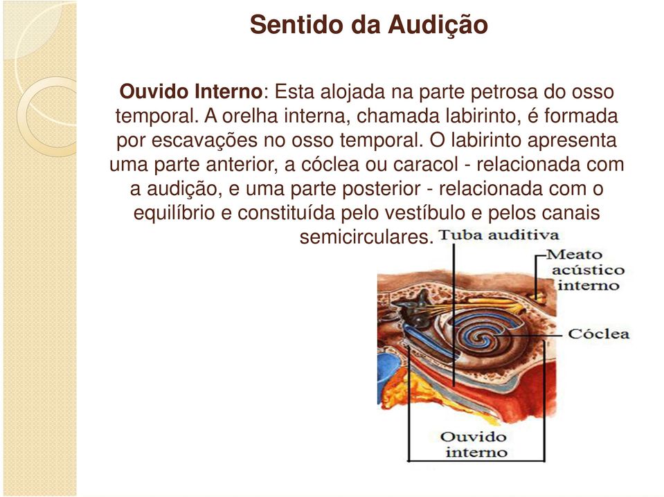 O labirinto apresenta uma parte anterior, a cóclea ou caracol - relacionada com a audição,