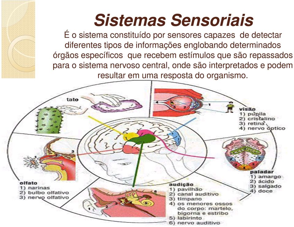 específicos que recebem estímulos que são repassados para o sistema