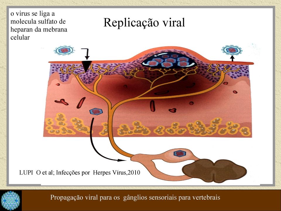 al; Infecções por Herpes Vírus,2010 Propagação
