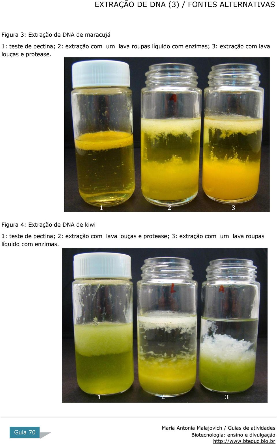 Figura 4: Extração de DNA de kiwi 1: teste de pectina; 2: extração com