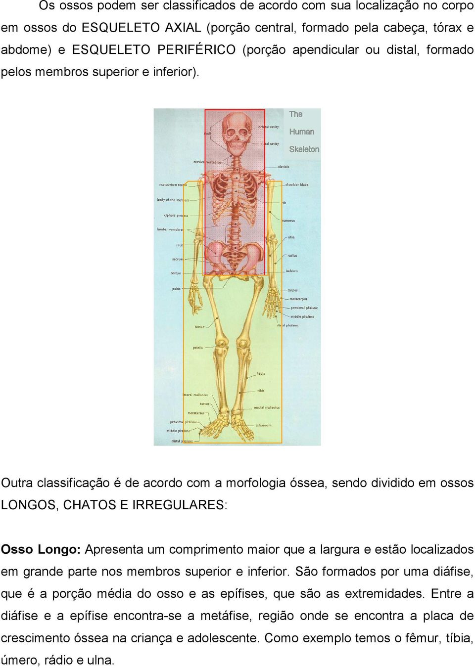 Outra classificação é de acordo com a morfologia óssea, sendo dividido em ossos LONGOS, CHATOS E IRREGULARES: Osso Longo: Apresenta um comprimento maior que a largura e estão localizados em