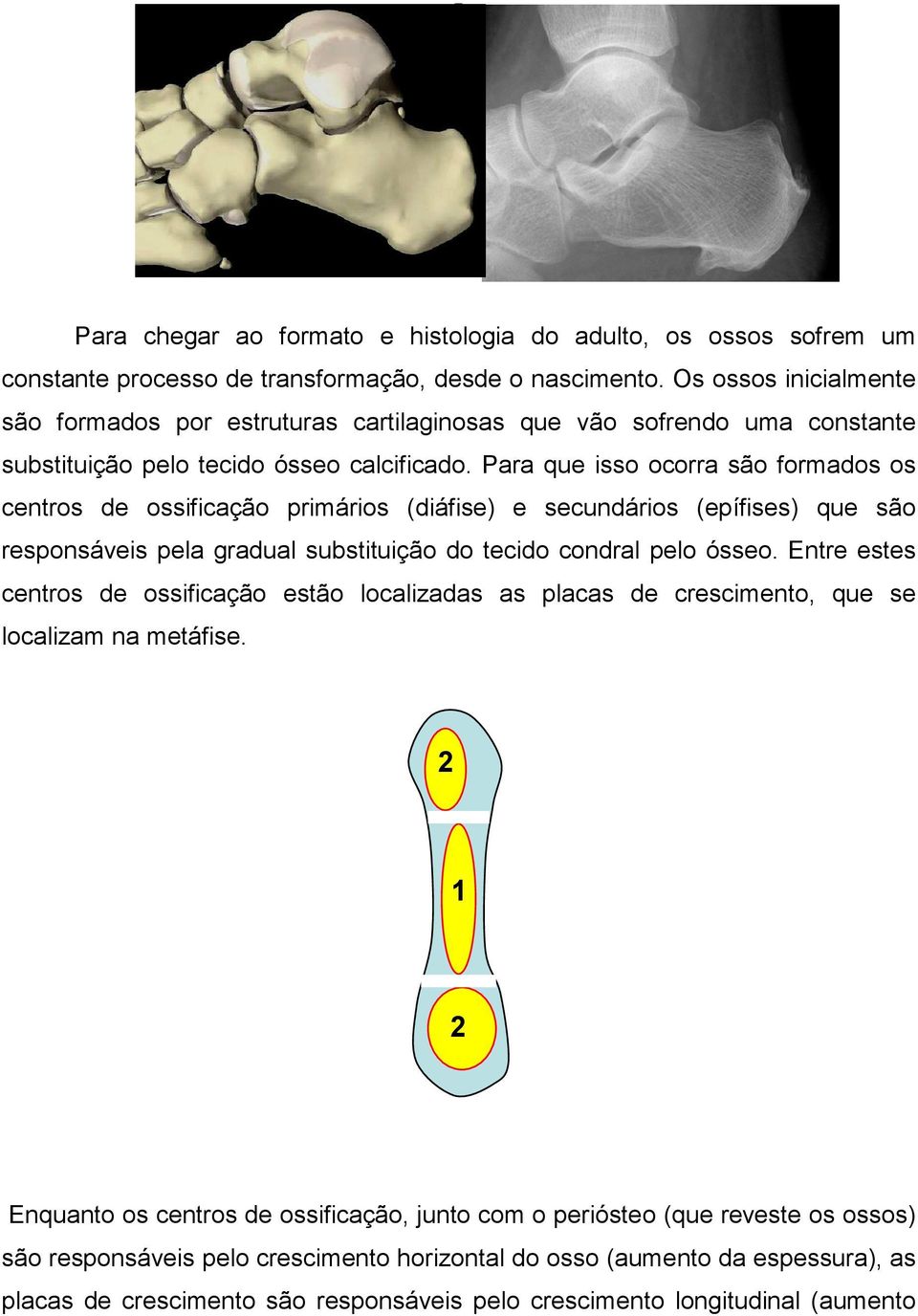Para que isso ocorra são formados os centros de ossificação primários (diáfise) e secundários (epífises) que são responsáveis pela gradual substituição do tecido condral pelo ósseo.