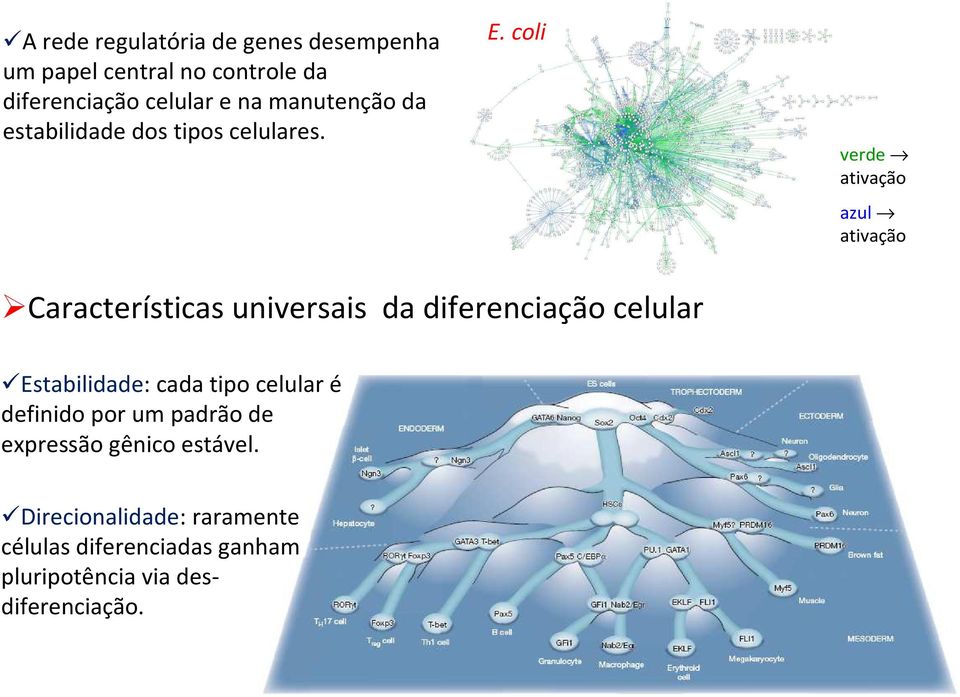coli verde ativação azul ativação Características universais da diferenciação celular Estabilidade: