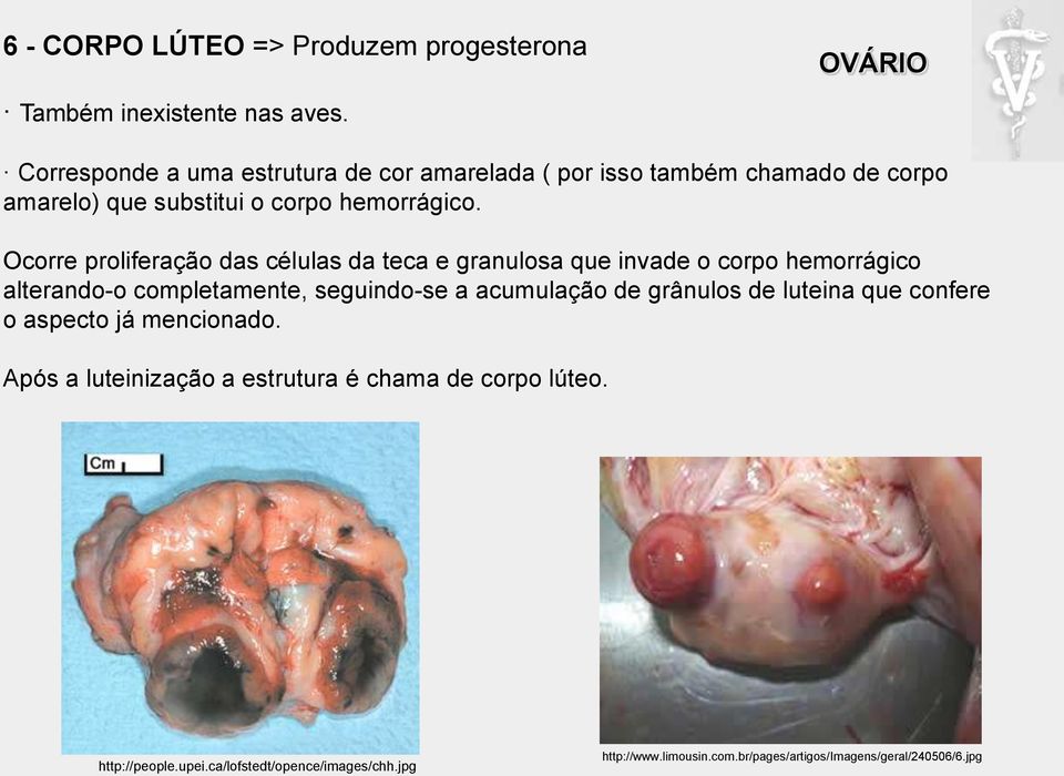 Ocorre proliferação das células da teca e granulosa que invade o corpo hemorrágico alterando-o completamente, seguindo-se a acumulação de