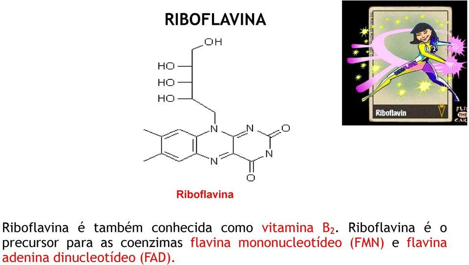 Riboflavina é o precursor para as coenzimas