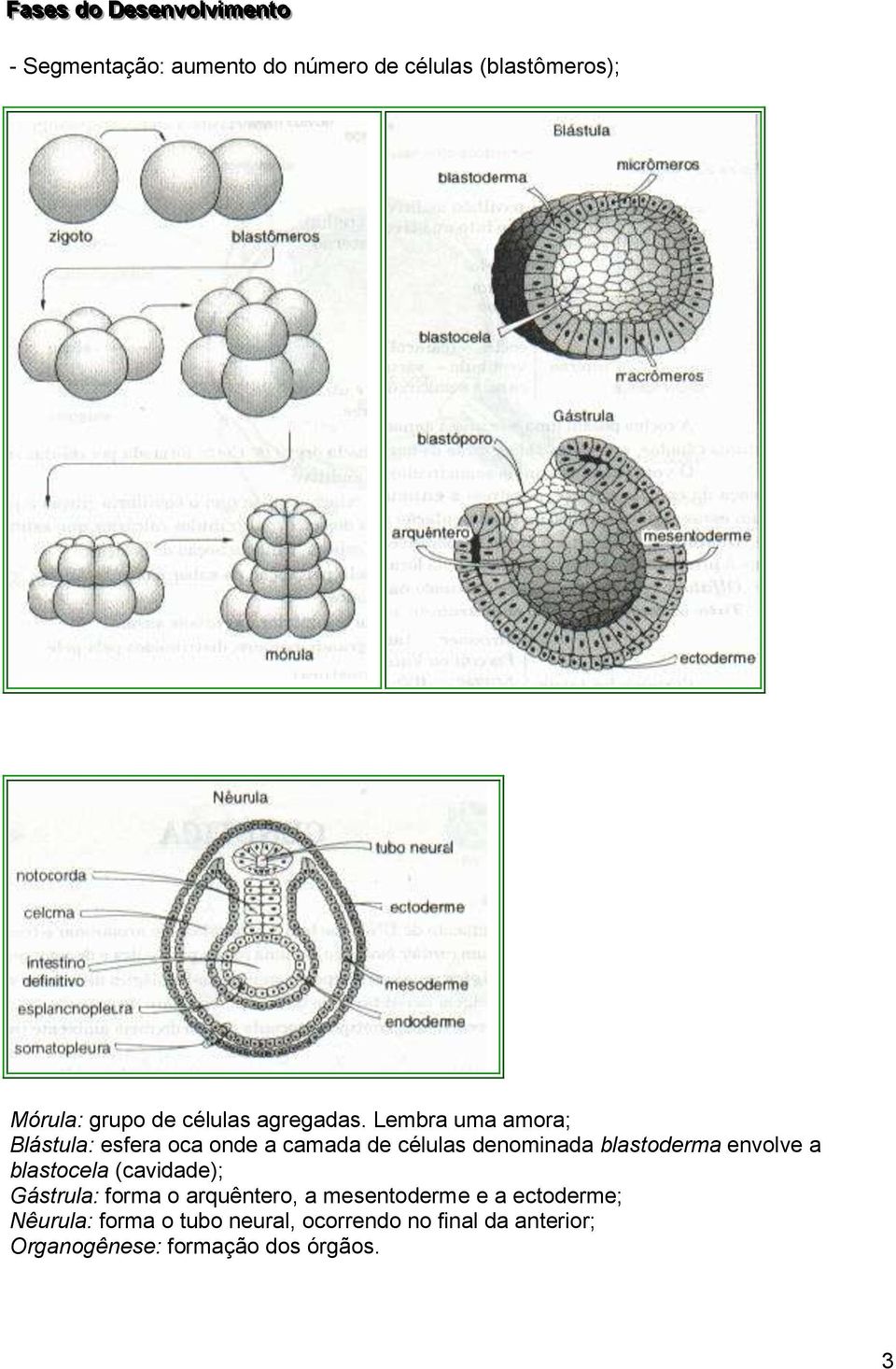 Lembra uma amora; Blástula: esfera oca onde a camada de células denominada blastoderma envolve a