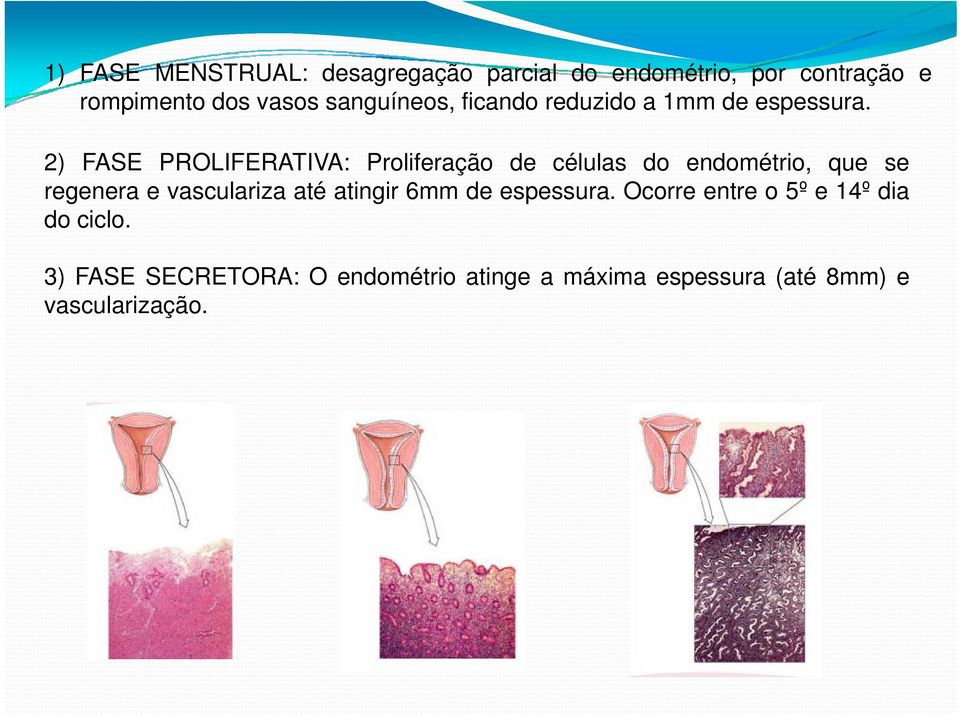 2) FASE PROLIFERATIVA: Proliferação de células do endométrio, que se regenera e vasculariza até